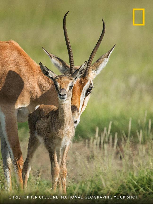 A Grant's Gazelle mother stays close to her calf, keeping a watchful eye out for predators, in this image by Your Shot photographer Cristopher Ciccone. https://on.natgeo.com/2Iv7tVJ