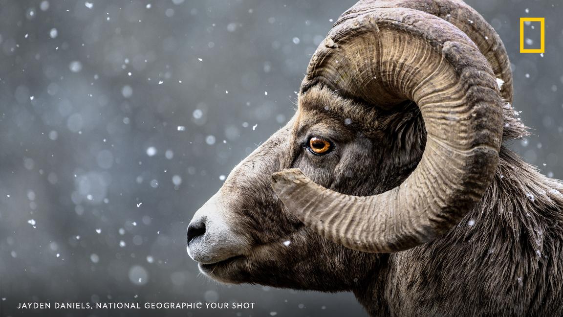 Your Shot photographer Jayden Daniels photographed this bighorn sheep during snowfall near Banff, Canada. https://on.natgeo.com/2UpwG6n