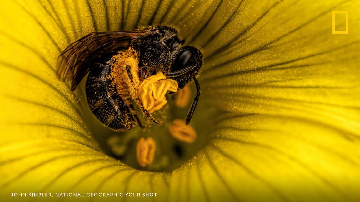 "I really like photographing these little female sweat bees as they forage for pollen in Sour Grass flowers because it's really difficult," writes Your Shot photographer John Kimbler. Have you seen signs of spring in your backyard? https://on.natgeo.com/2DqLUlI