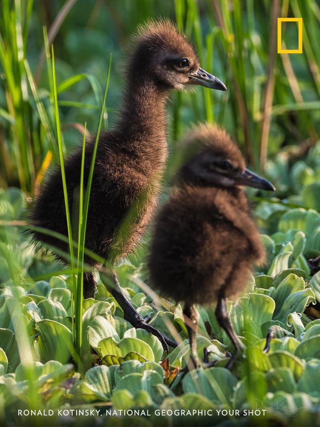 "Does it get much cuter than a pair of baby limpkins?" asks Your Shot photographer Ronald Kotinsky, who documented these birds in a Florida marsh. https://on.natgeo.com/2VV5fTf