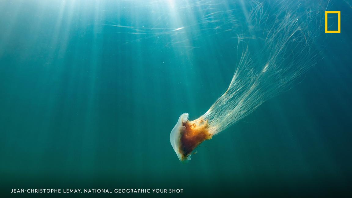 “The waters of the Saint Lawrence River are rarely blue and clear,” writes Your Shot photographer Jean-Christophe Lemay. “Putting aside the fact that it is always cold, I still enjoy exploring this amazing underwater world, especially with such good lighting conditions.” https://on.natgeo.com/2KSbLJJ