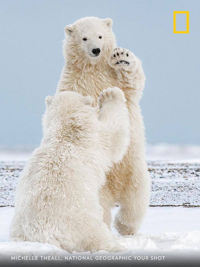 In Kaktovik, Alaska, Your Shot photographer Michelle Theall captured this image of two cubs playing in the snow. "I was fortunate to grab this high-five moment, among so many other favorites." https://on.natgeo.com/2KWvXKr