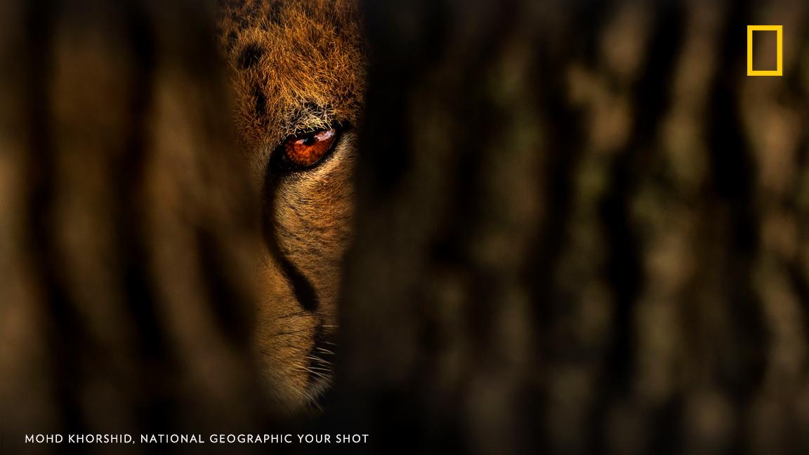“We all know the cheetah is the fastest animal on the planet, but not everyone knows that the tear marks under their eyes help reflect the glare of the sun while the cheetahs are hunting during the day,” writes Your Shot photographer Mohd Khorshid. https://on.natgeo.com/2GmldiN