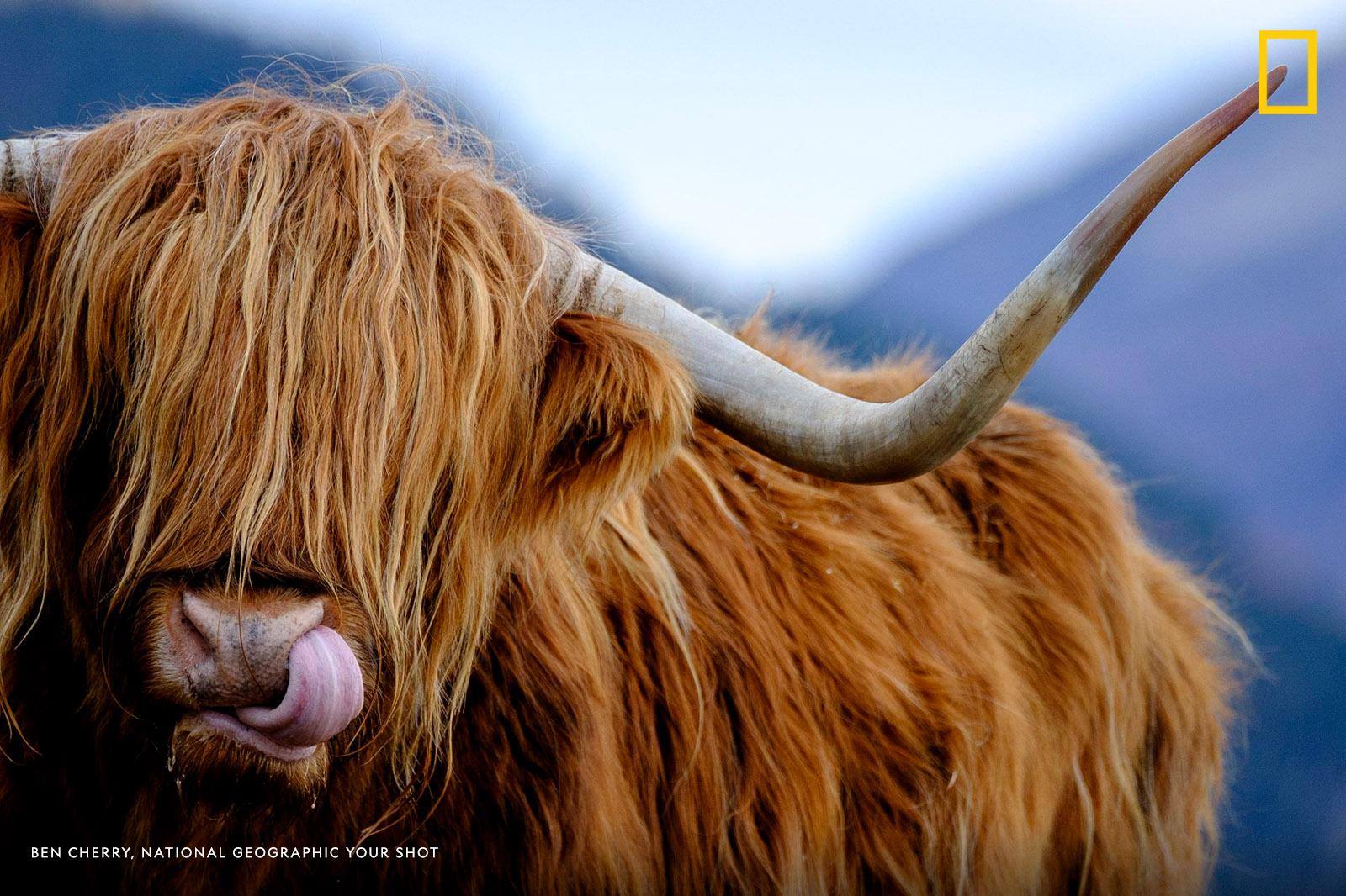 Your Shot photographer Ben Cherry captured this amusing scene as a highland cattle licks its nose on a cold morning in the Isle of Skye, Scotland.