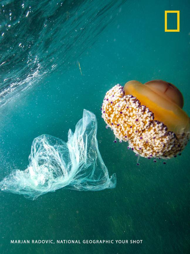 This Earth Day, do your part to keep plastic waste out of the ocean. Learn more and take the #PlanetOrPlastic pledge today. https://on.natgeo.com/2VhAaMG Photo by Your Shot photographer Marjan Radovic https://on.natgeo.com/2GriV1W