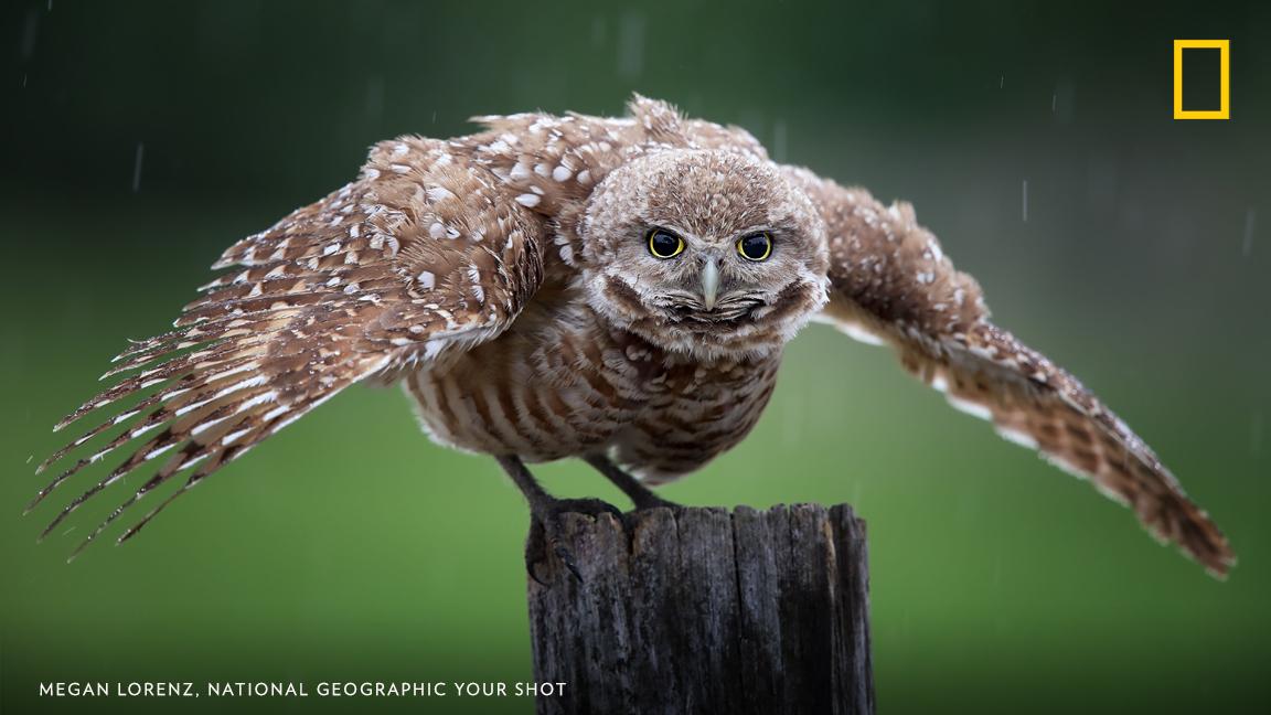 Your Shot photographer Megan Lorenz photographed this burrowing owl during a rain shower in Florida. https://on.natgeo.com/2GXKxgR