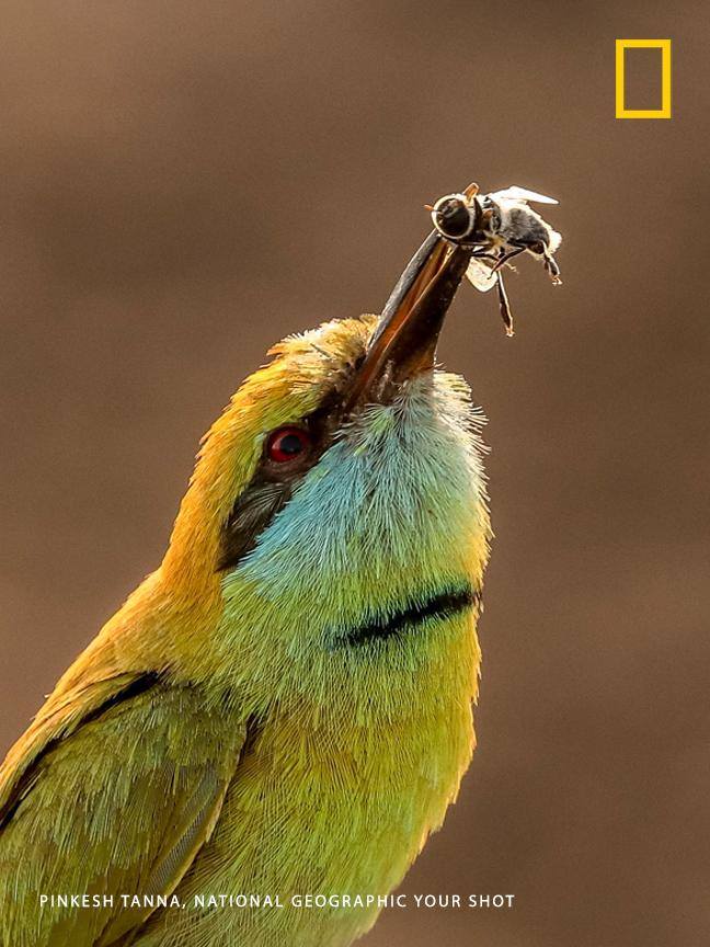 Your Shot photographer Pinkesh Tanna captured this moment as a green bee-eater makes a morning catch. https://on.natgeo.com/2WH3Znu
