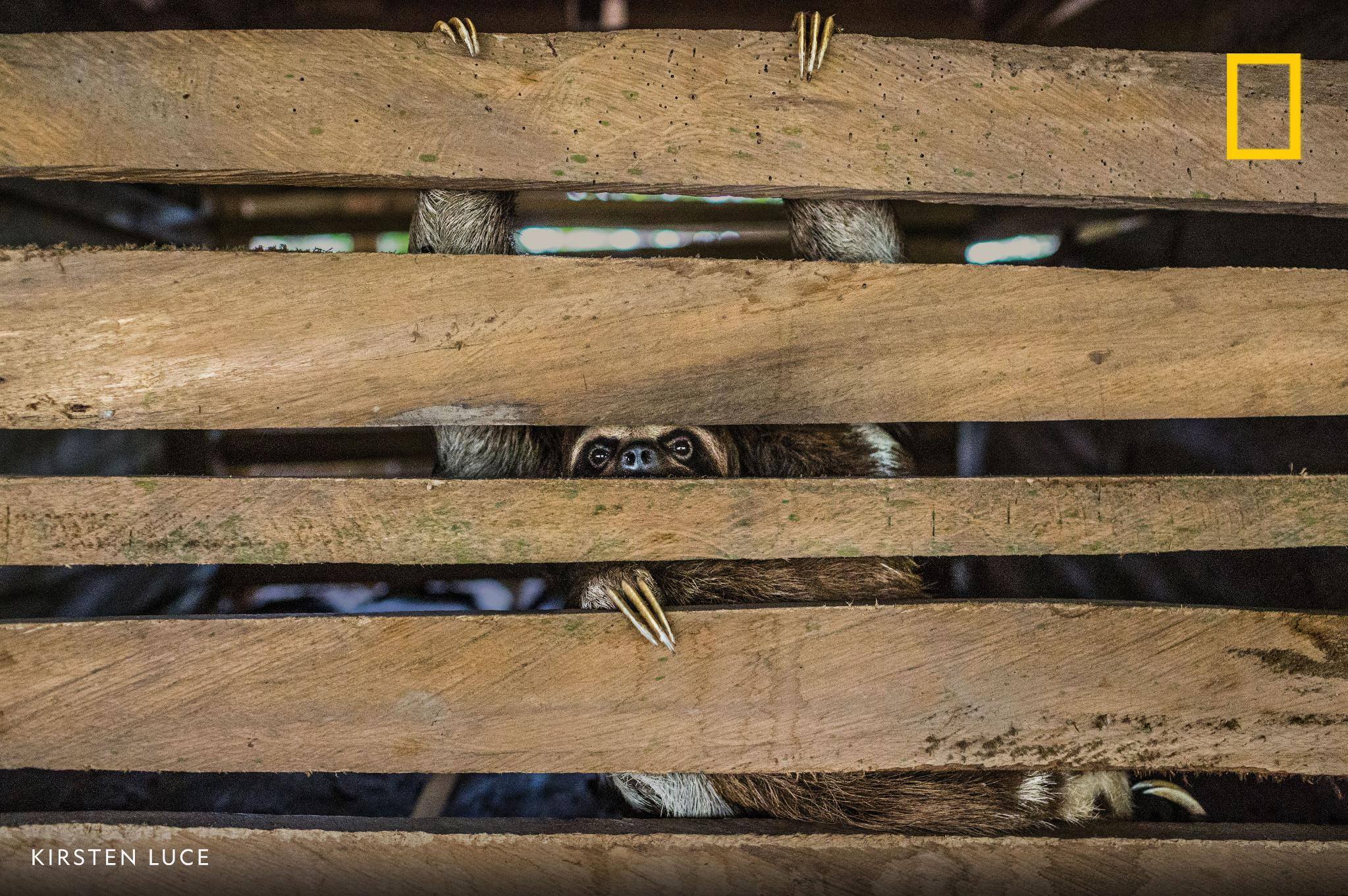 In many towns along the Amazon, sloths are caught illegally to be props for tourists' photos. The animals average 15 hours of sleep a day and don’t do well when handled. Those taken from the jungle often die within weeks of being put in captivity. Read the full story: https://on.natgeo.com/2E9XJxd #NatGeoWildlifeTourism
