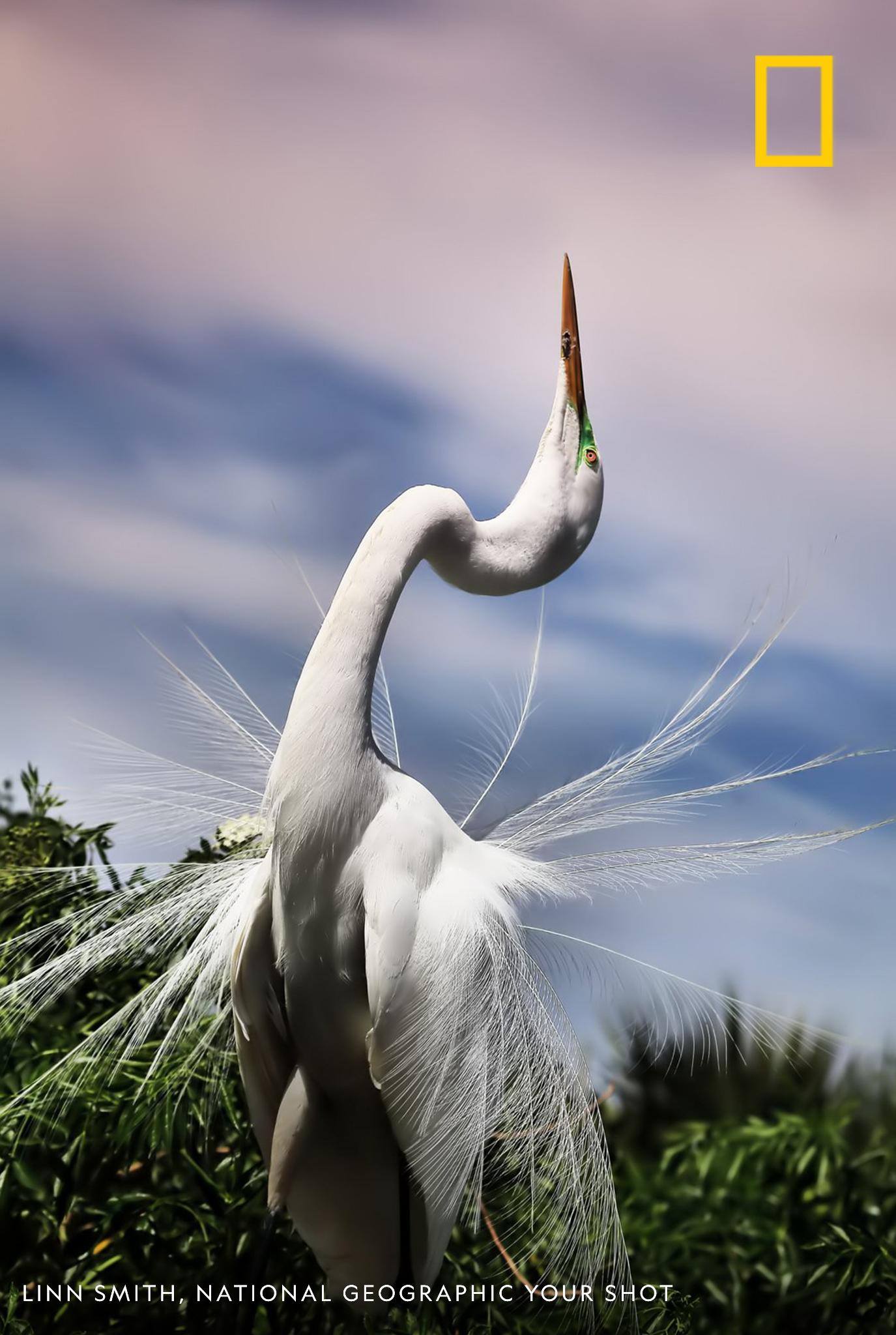 The courting ritual of a Great Egret involves flexing its neck back with its gorgeous nuptial plumes shaking as it undulates its neck, writes Your Shot photographer Linn Smith. https://on.natgeo.com/2JgL0wW