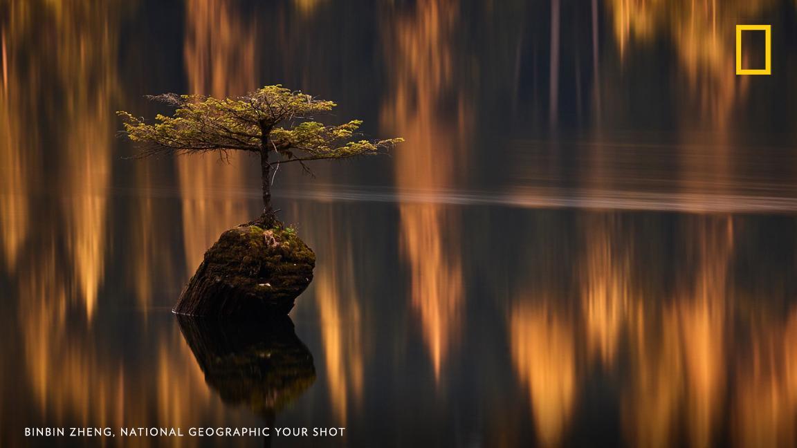 “No trip to Port Renfrew would be complete without a mandatory visit to this little fir tree sprouting out of an old log on Fairy Lake,” writes Your Shot photographer BinBin Zheng. https://on.natgeo.com/2JRrbeY