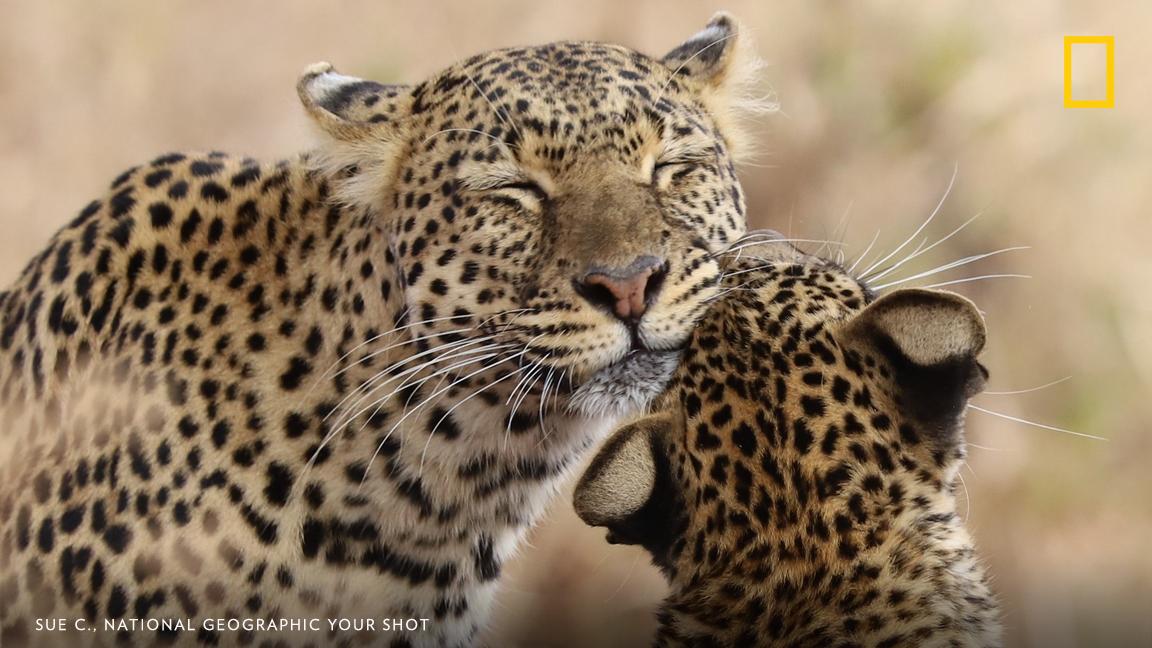 In Tarangire Park, Tanzania, a cub and its mother share an early morning meal "oblivious to us watching from a safe distance,” writes Your Shot photographer Sue C. https://on.natgeo.com/2w9JO5E