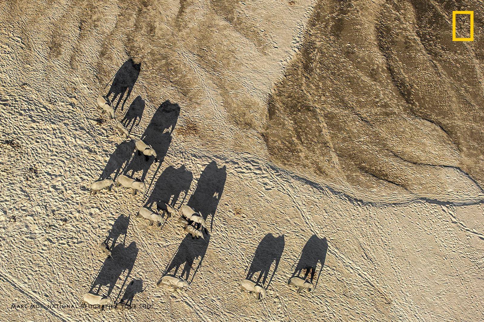 “A herd of elephants cast incredible shadows across the dry Luangwa Riveeer floodplain as they journey to the refreshing waters of this dwindling river,” writes Your Shot photographer Marc Mol. https://on.natgeo.com/2K13wcg