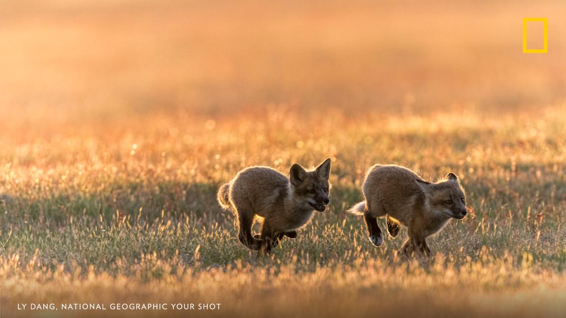 Playful red fox kits chase each other on the prairie at sunset in this moment documented by Your Shot photographer Ly Dang. https://on.natgeo.com/2QHrLgH