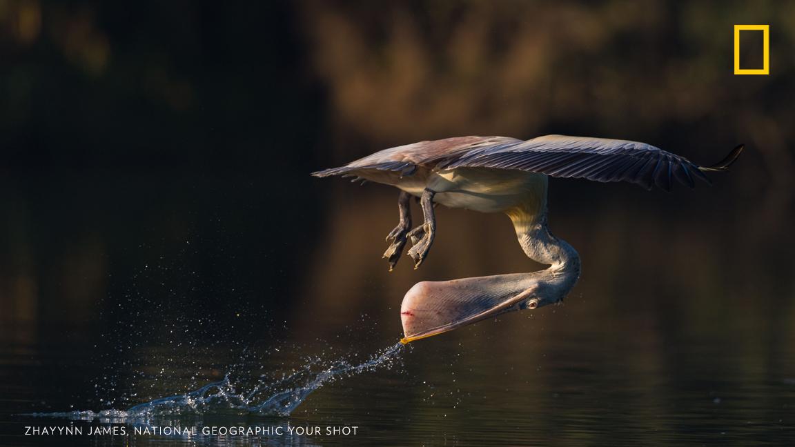 "This spot-billed pelican that lives along the the Kaveri river, at the Ranganathittu Bird Sanctuary demonstrates a very interesting way of getting a drink," writes Your Shot photographer Zhayynn James. https://on.natgeo.com/2XgW7JH