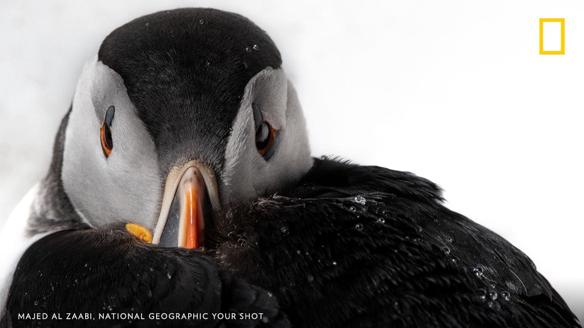 Your Shot photographer Majed Al Zaabi photographed this puffin tucking its beak into its feathers in Norway. https://on.natgeo.com/2Z8YTAT