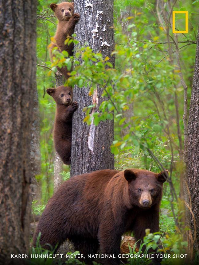 Your Shot photographer Karen Hunnicutt-Meyer documented this mother bear with her cubs in the Northwoods near Orr, Minnesota. https://on.natgeo.com/2MDq31t