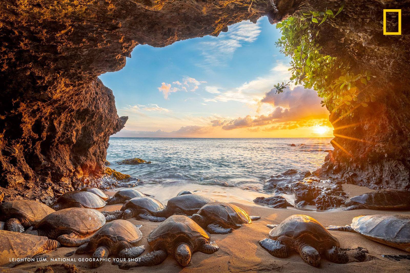 “After poking around the coast line of Hawaii, I stumbled upon this hidden cave with sea turtles venturing out of the water,” writes Your Shot Photographer Leighton Lum. Happy World Sea Turtle Day! https://on.natgeo.com/2WKghiN