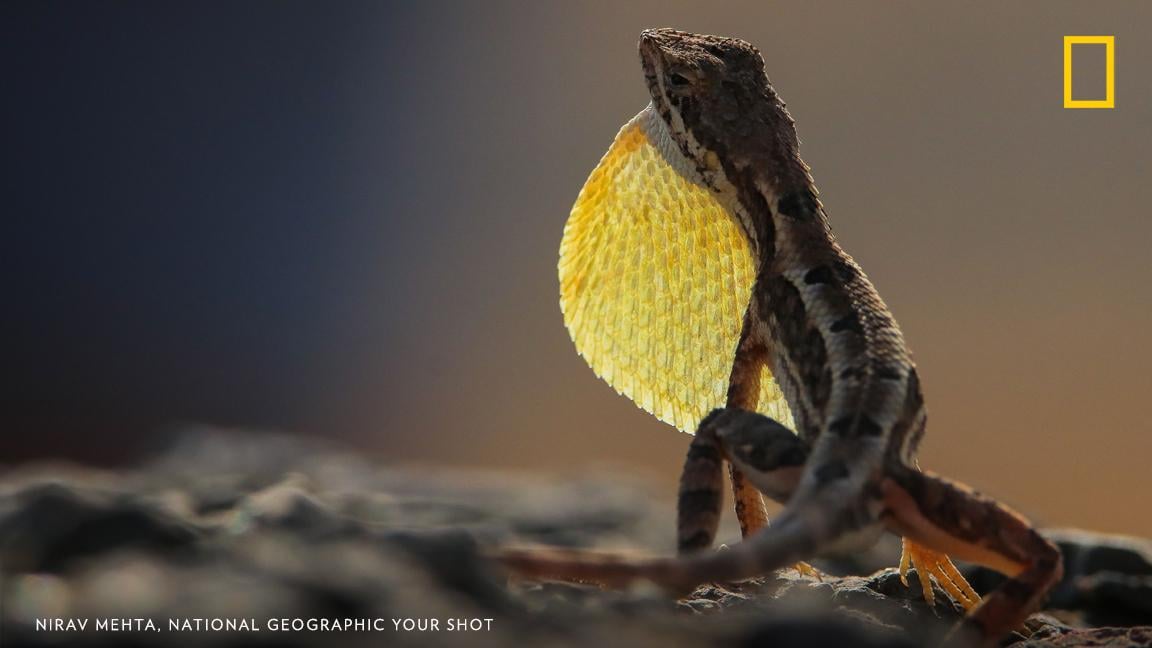 Your Shot photographer Nirav Mehta anticipated this moment of a fan-throated lizard during mating season. He writes, “They are small ground dwellers. The males display fan-shaped fold of skin on their throats during the breeding season. https://on.natgeo.com/2WIbV78