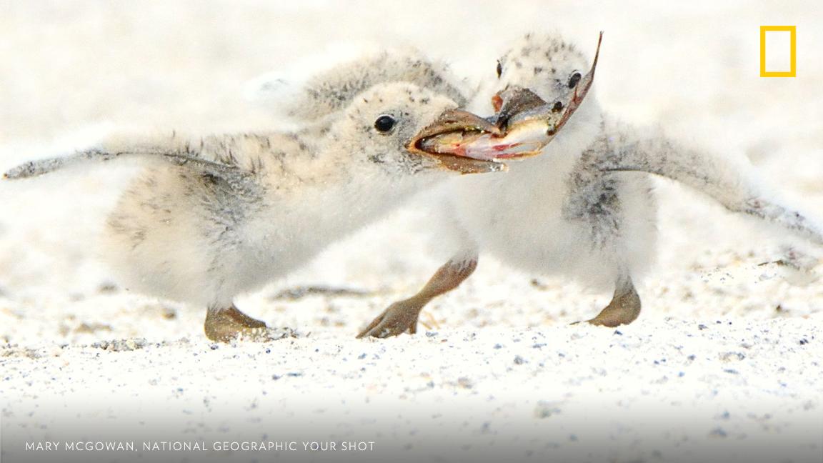 A pair of black skimmer chicks fight over a small fish in this moment captured by Your Shot photographer Mary McGowan https://on.natgeo.com/2MRuoOF