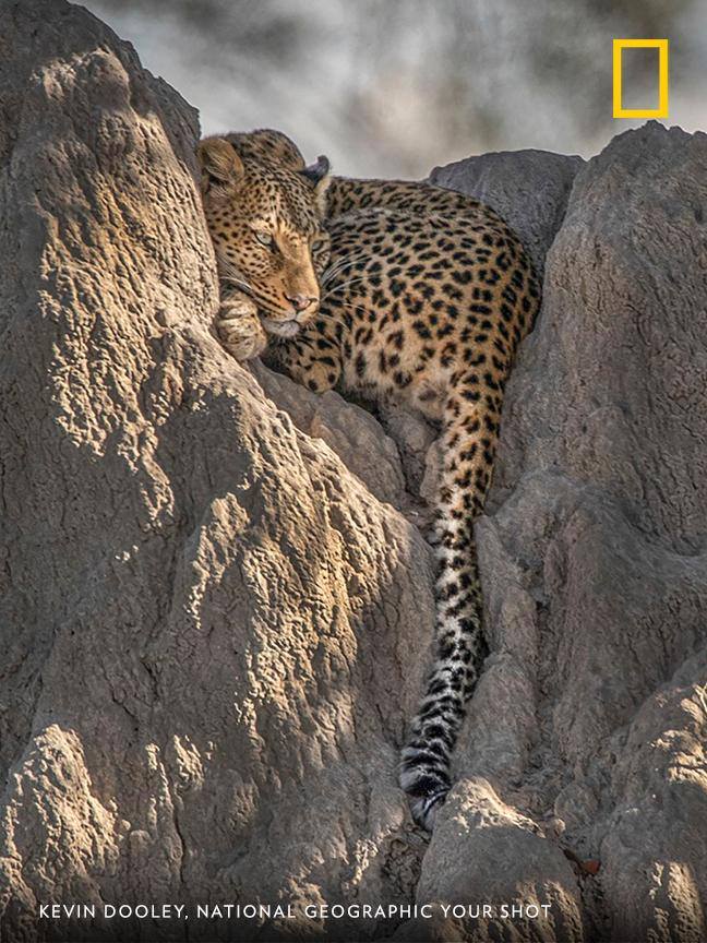 A young leopard rests atop a termite mound in the Okavango Delta of Botswana in this image captured by Your Shot photographer Kevin Dooley. https://on.natgeo.com/2Y1z60P