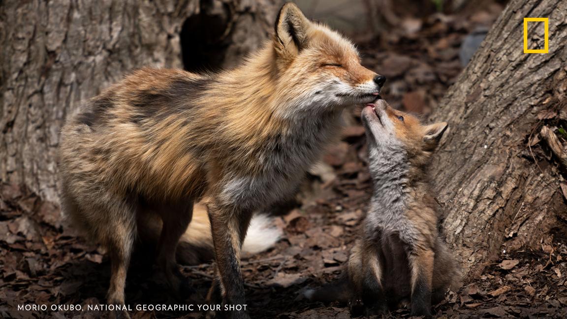 A fox kit shows affection for its mother in this sweet image captured by Your Shot photographer Morio Okubo in Asahikawa, Japan. https://on.natgeo.com/2F9QSEj