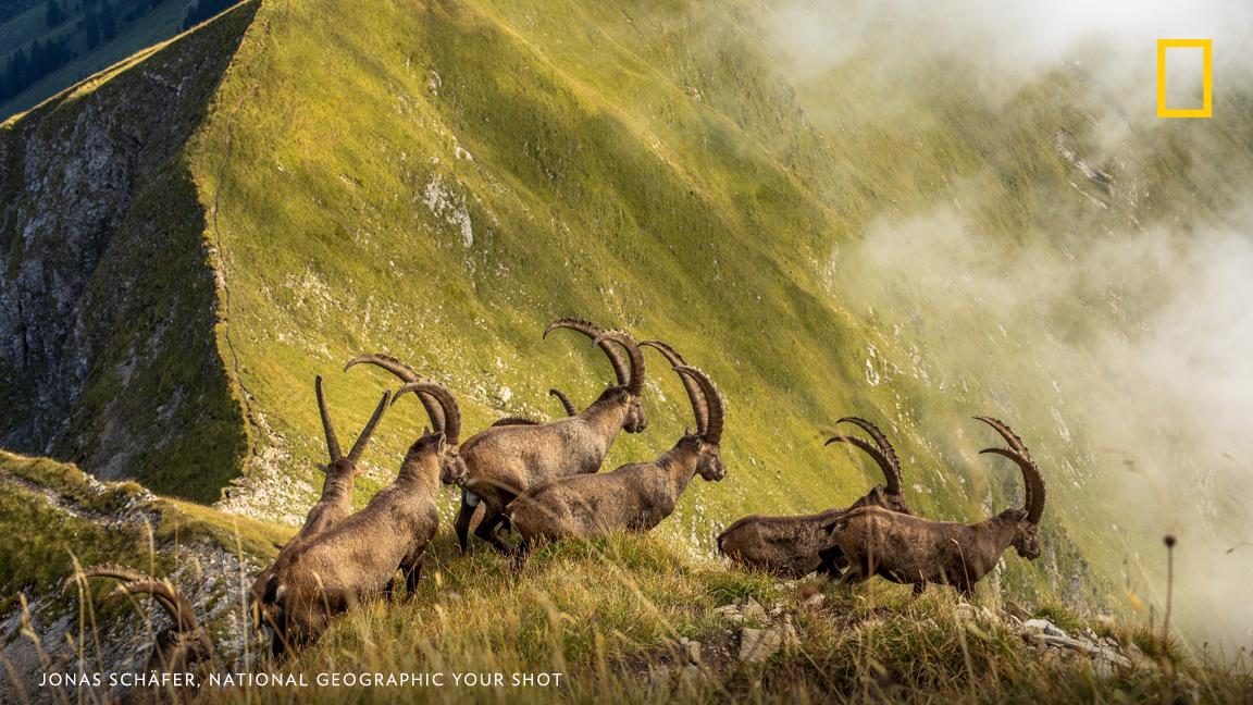 A herd of ibexes in Switzerland cross a ridge above Lake Brienz in this image captured by Your Shot photographer Jonas Schafer. See more of our editors' favorite submissions to the photo contest. https://on.natgeo.com/2IyZJBT