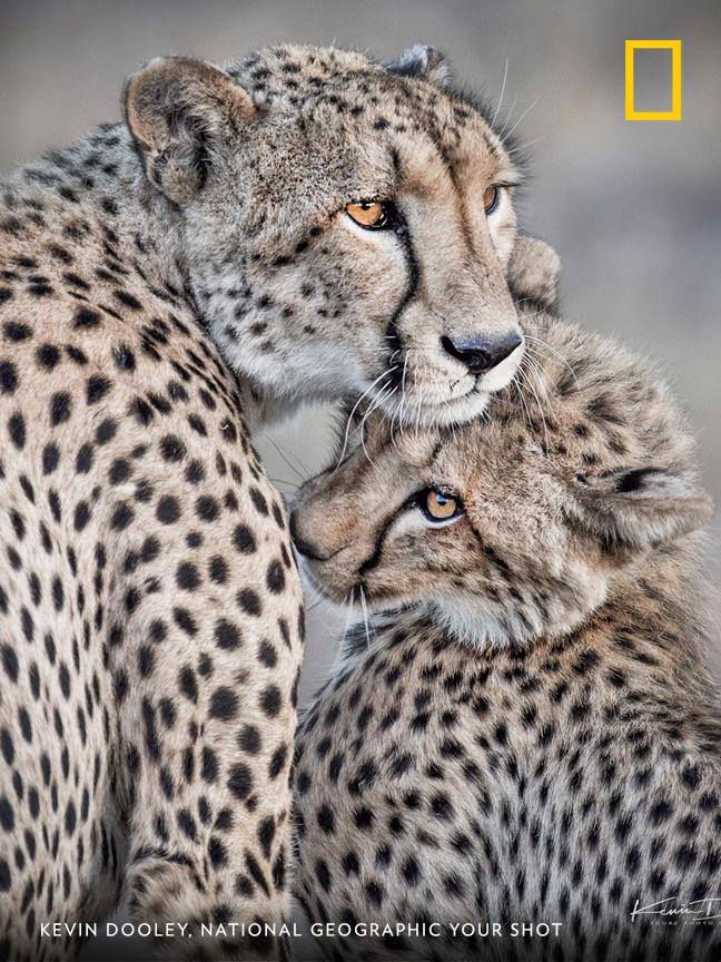 Your Shot photographer Kevin Dooley documented this tender moment between a mother cheetah and her cub. https://on.natgeo.com/2X8uRvP