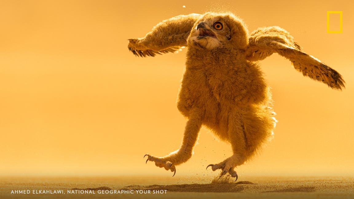 Your Shot photographer Ahmed Elkahlawi documented this Pharaoh eagle owlet as it jumped in the sand of a desert in Al Jubayl, Saudi Arabia. https://on.natgeo.com/2xwNBuQ