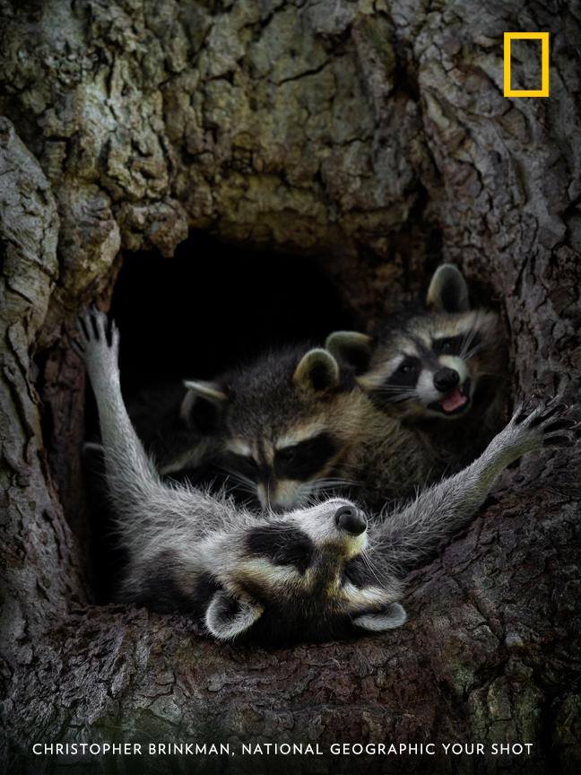 Your Shot photographer Christopher Brinkman documented this family of raccoons in a tree, capturing a special moment as the mother nurses two kits. https://on.natgeo.com/2XvpLdf