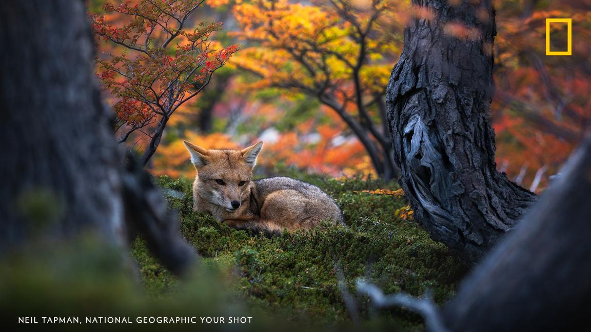 Your Shot photographer Neil Tapman photographed this Patagonian fox near El Chalten, Argentina. https://on.natgeo.com/30rb78T
