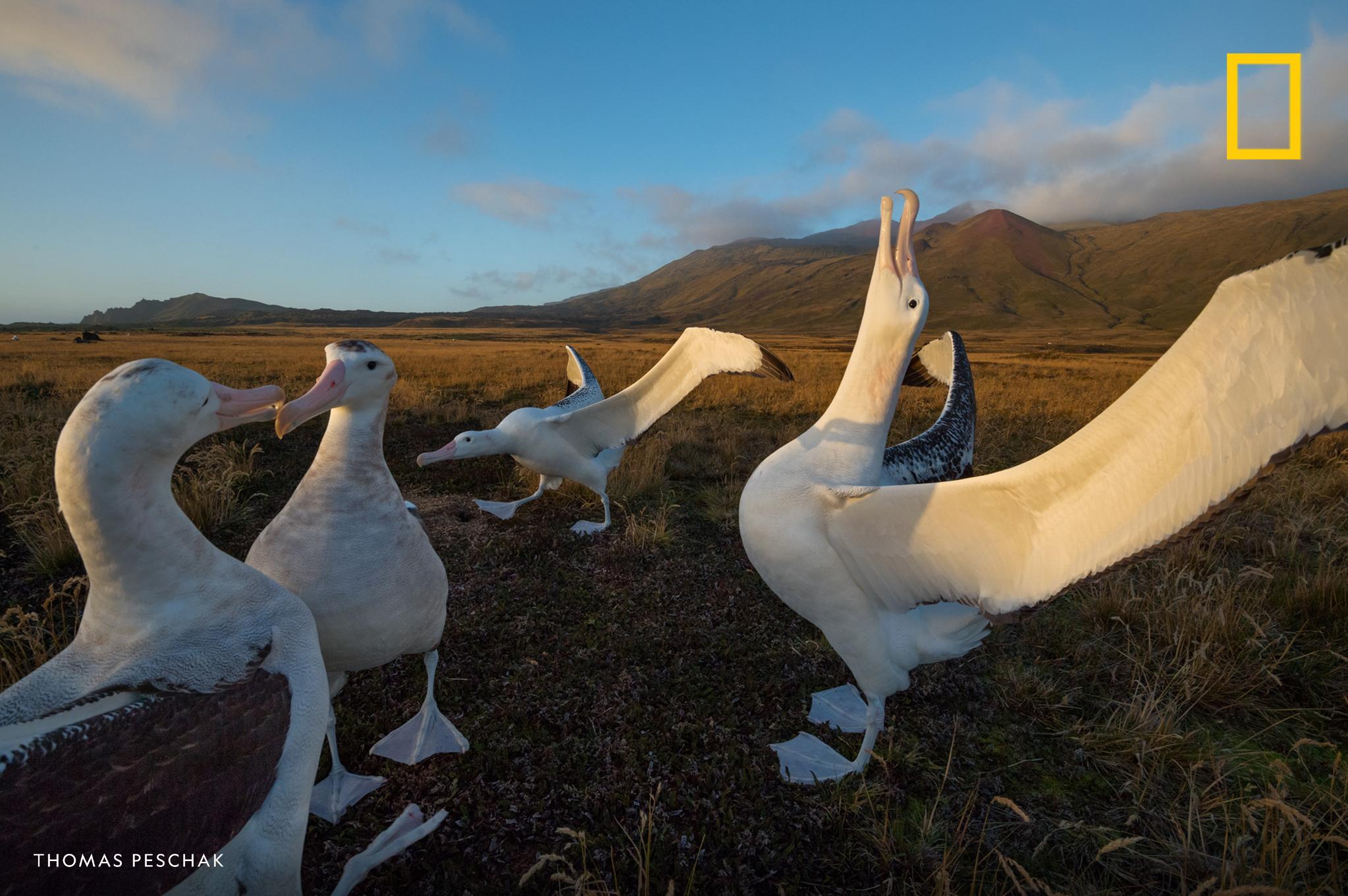 Tiny mice are feasting on the heads of live albatross chicks on a sub-antarctic island. Why? Find out in the latest episode of "Overheard." https://on.natgeo.com/32kI2hd
