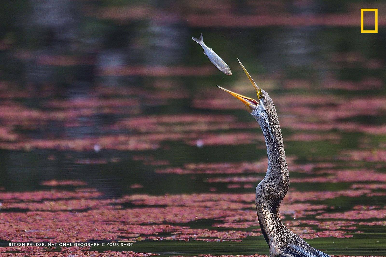 Help us caption this image by Your Shot photographer Ritesh Pendse: https://on.natgeo.com/2liWcy6