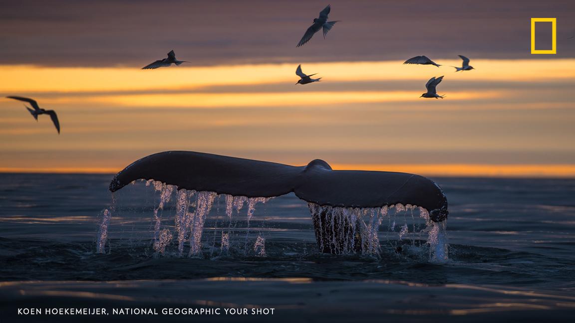 “Evening tours are the best when going whale watching during the Icelandic summers,” writes Your Shot photographer Koen Hoekemeijer. “Feeding humpbacks, arctic terns flying around to pick up the leftovers, and the low standing sun creating beautiful colors.” https://on.natgeo.com/2Y4lFt6