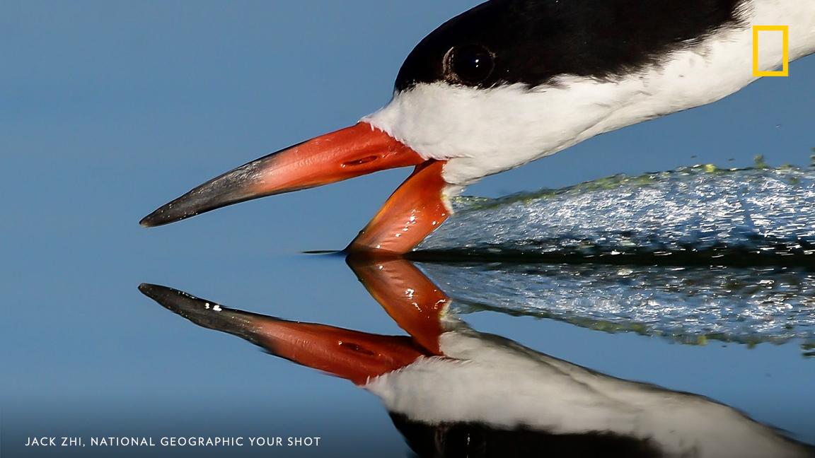 A black skimmer tries to catch a fish right below the surface of the water. Your Shot photographer Jack Zhi writes, "This is one special bird I never get tired of. What a unique way to catch a fish." https://on.natgeo.com/2Ou7ygO