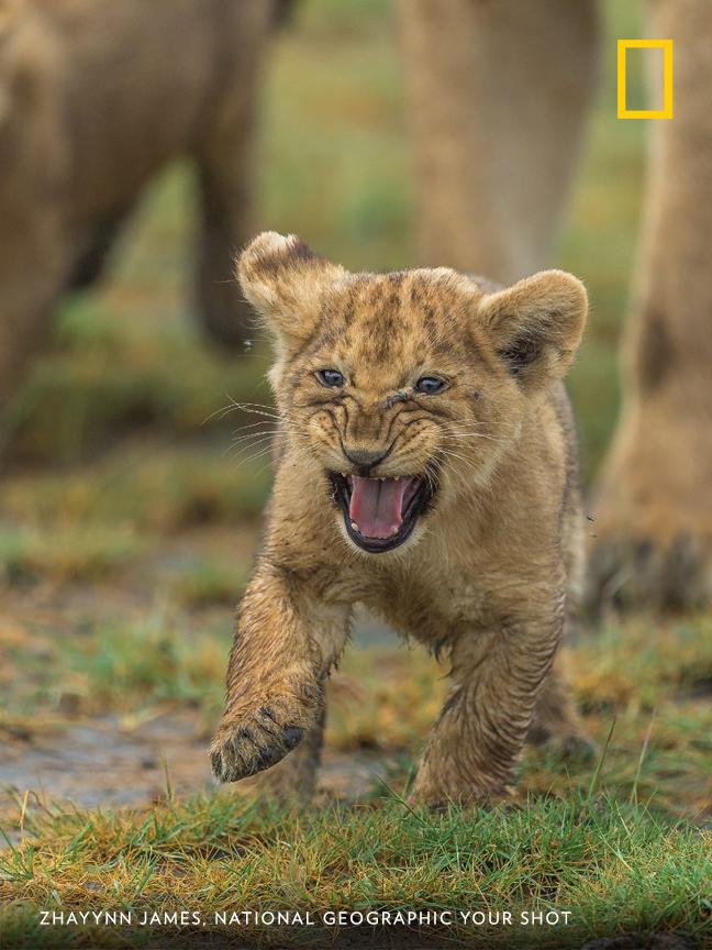 "This little one marked itself as a future leader, fearless and leading from the front," writes Your Shot photographer Zhayynn James of an encounter with a pride of lions in the Ngorongoro Conservation Area. https://on.natgeo.com/30RDNIs