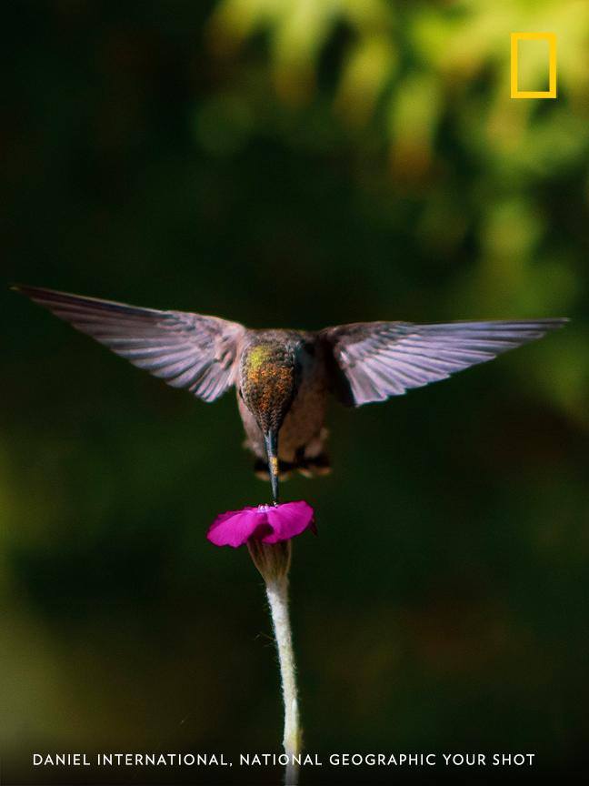 Your Shot photographer Daniel International captured this perfect moment as a hummingbird visited his garden. https://on.natgeo.com/2ZEkNwx