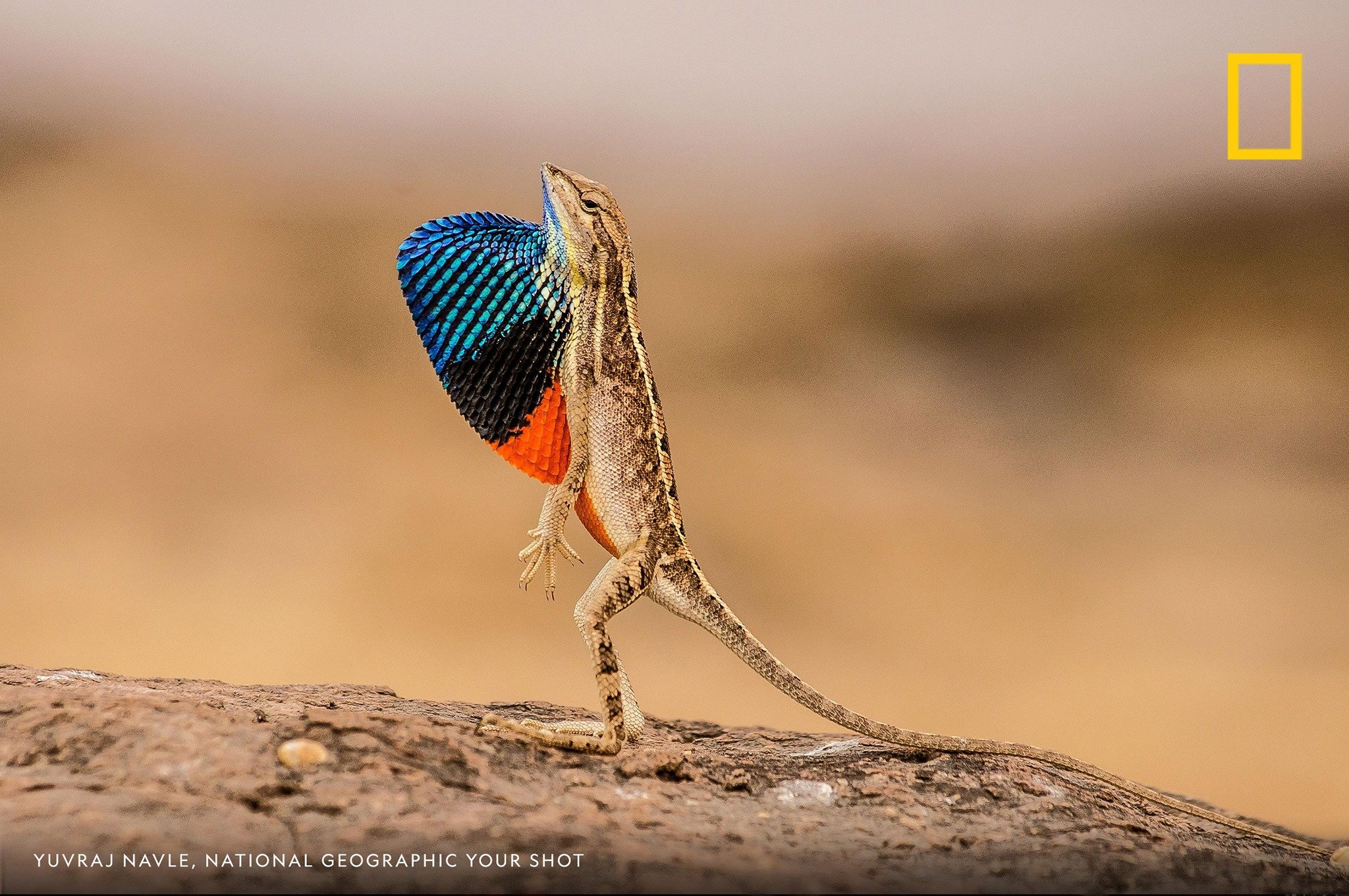 Leaping lizards, it's World Lizard Day! Don't miss your chance to celebrate these cold-blooded creatures. https://on.natgeo.com/2KBwqj7