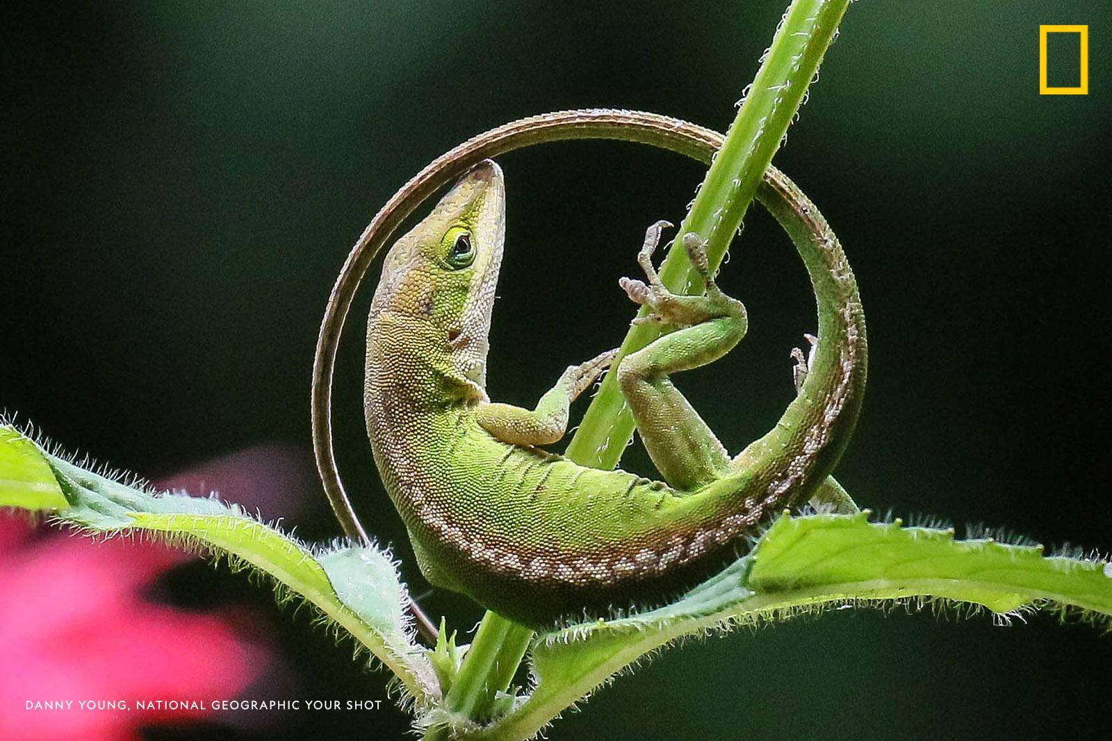 “I was making images of hummingbirds when I saw movement on the stalk of the bee balm plant,” writes Your Shot photographer Danny Young. “I focused on the Anolis that was right in front of me and as I watched she made a U-turn and headed back up, creating an almost perfect circle with her tail and body.” https://yourshot.nationalgeographic.com/photos/10816042/?cmpid=org=ngp::mc=social::src=facebook::cmp=editorial::add=fb20190822adv-nativephotoanolis::rid=&sf217954214=1