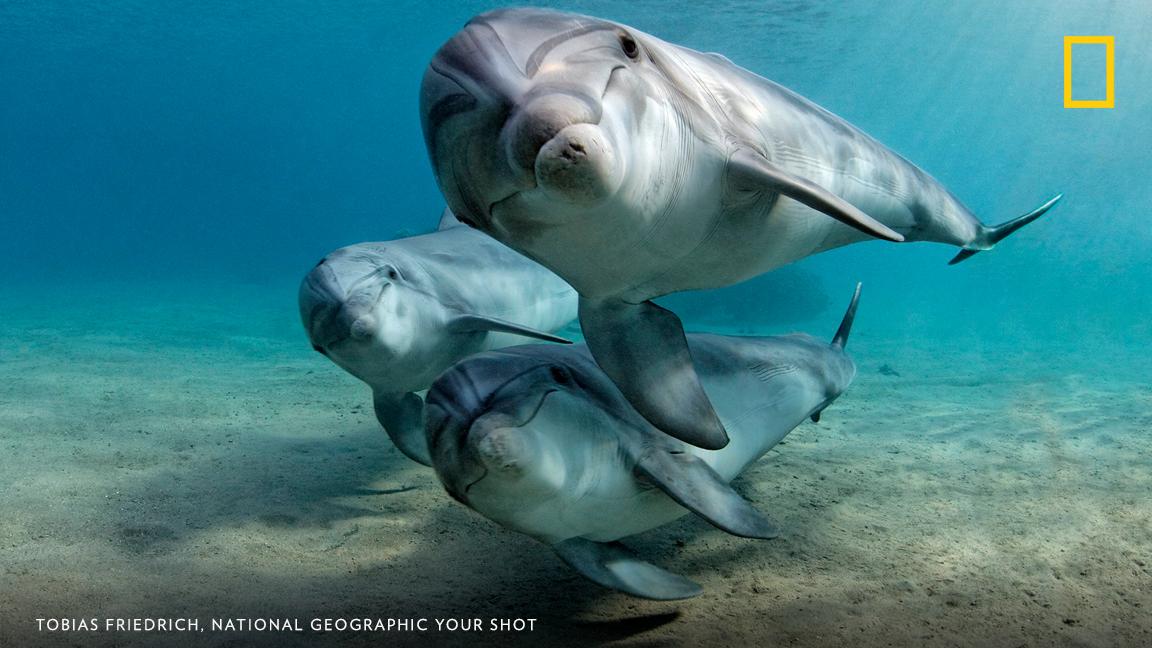 Your Shot photographer Tobias Friedrich documented these Bottlenose dolphins looking toward the camera in the Red Sea. See more summertime views shared by our Your Shot community. https://on.natgeo.com/2KVJ3Wp
