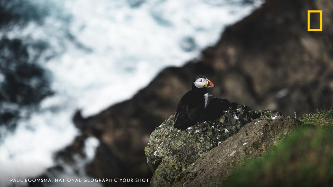 “Hiking around the cliffs of Mykines in The Faroe Islands, I spotted a puffin sitting on the edge of the rocks below watching the waves come crashing in,” writes Your Shot photographer Paul Boomsma. https://on.natgeo.com/2TXPT0t